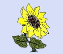 女装太阳花4