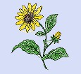 女装太阳花5